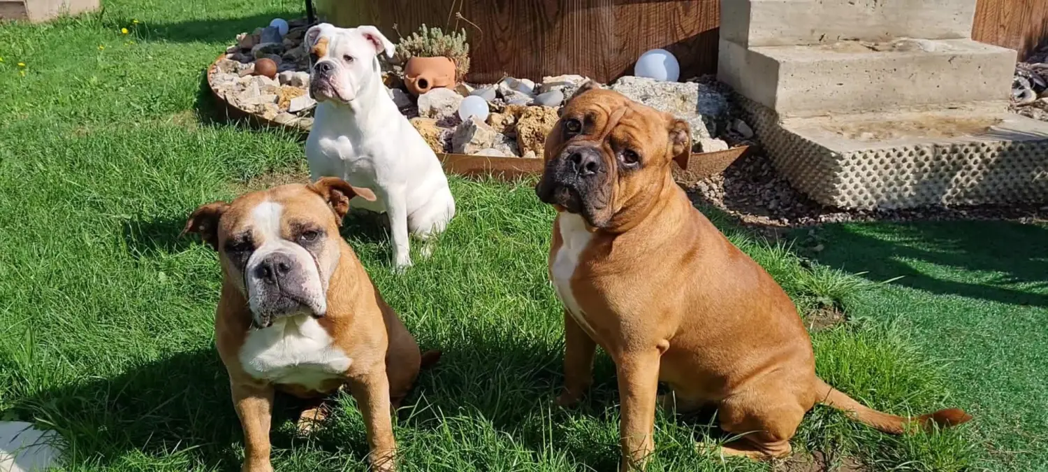 HaselBulls (Continental Bulldog) Hunde