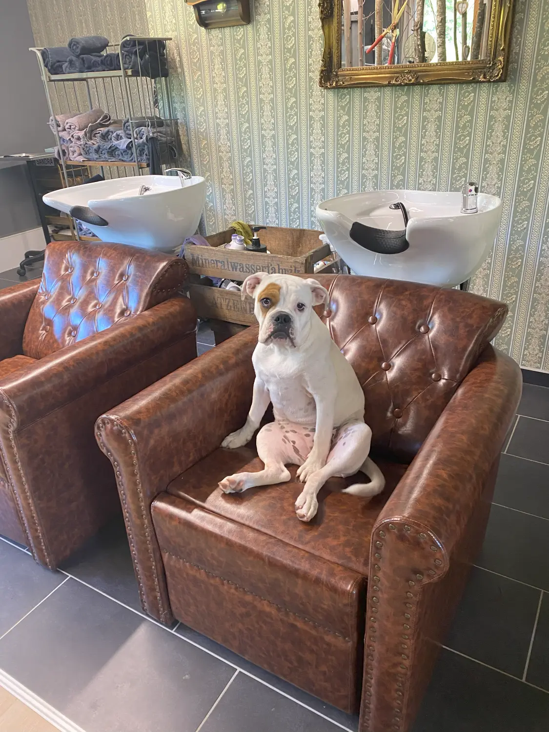 HaselBulls (Continental Bulldog) Hunde sitzen auf einem Stuhl