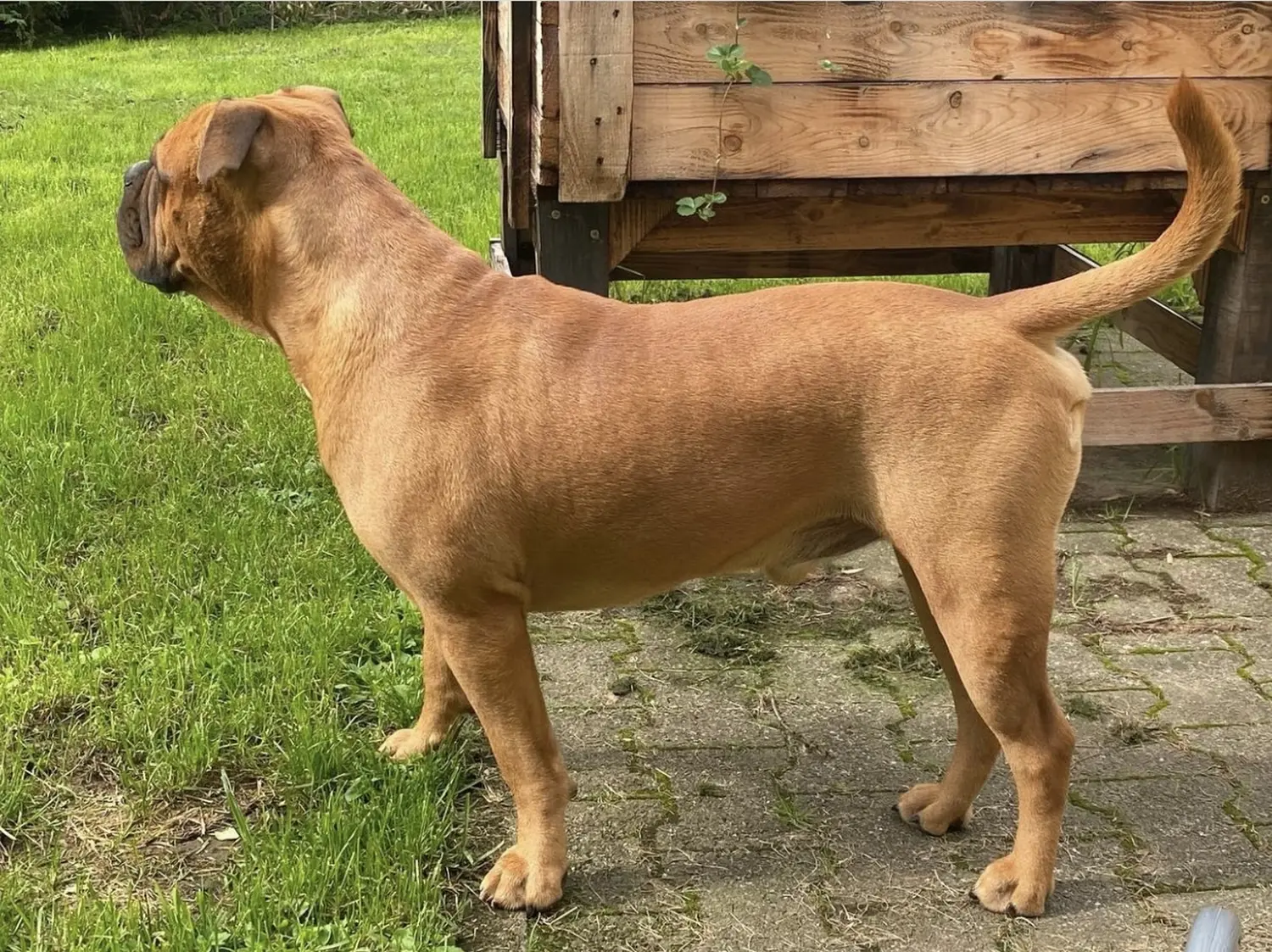 HaselBulls (Continental Bulldog) Hund