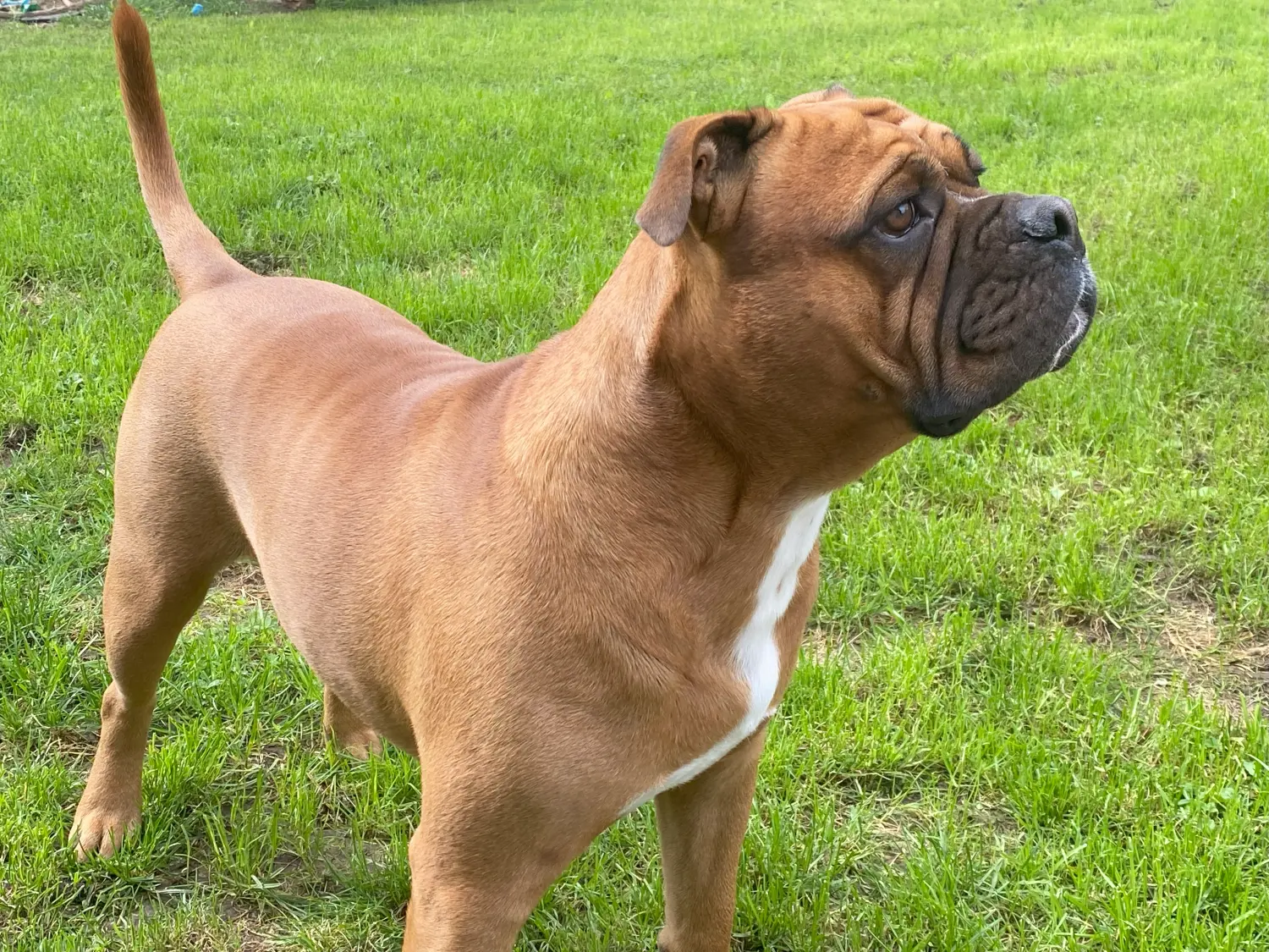 HaselBulls (Continental Bulldog) Hunde