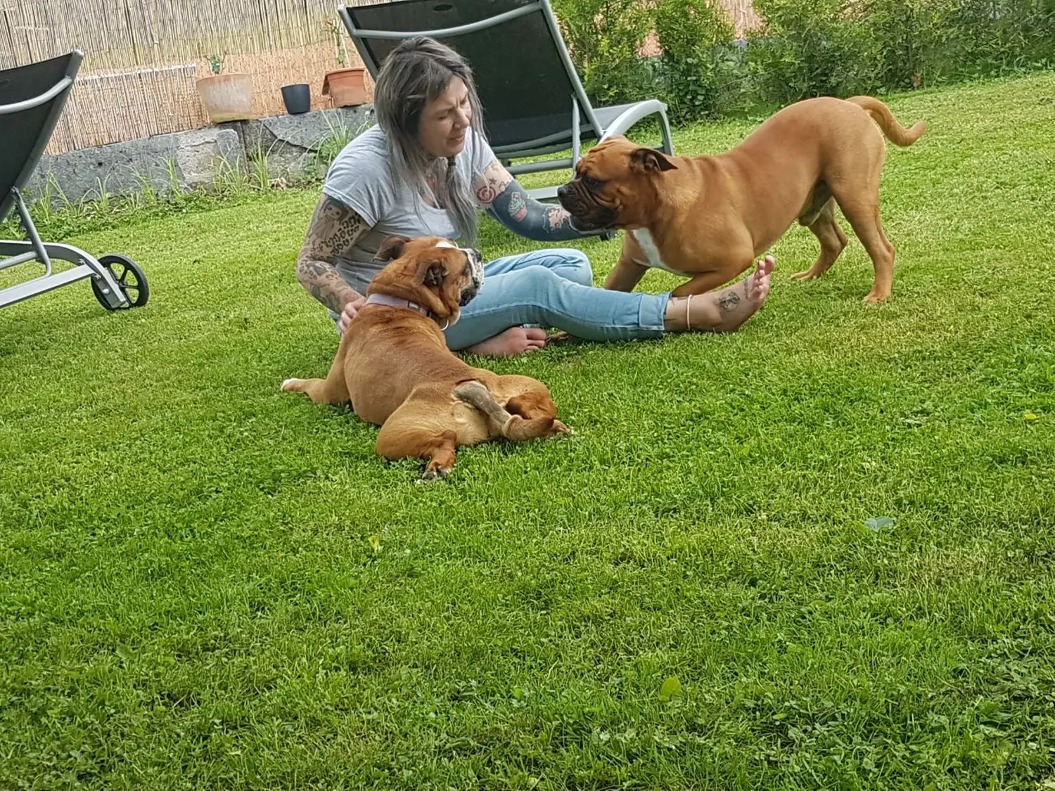 HaselBulls (Continental Bulldog) Hunde spielen