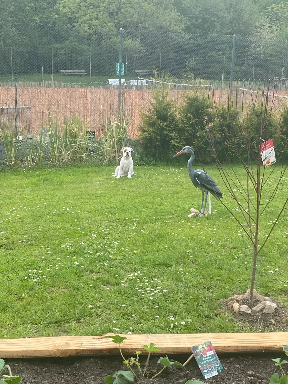 HaselBulls (Continental Bulldog) Hunde spielen auf dem Rasen