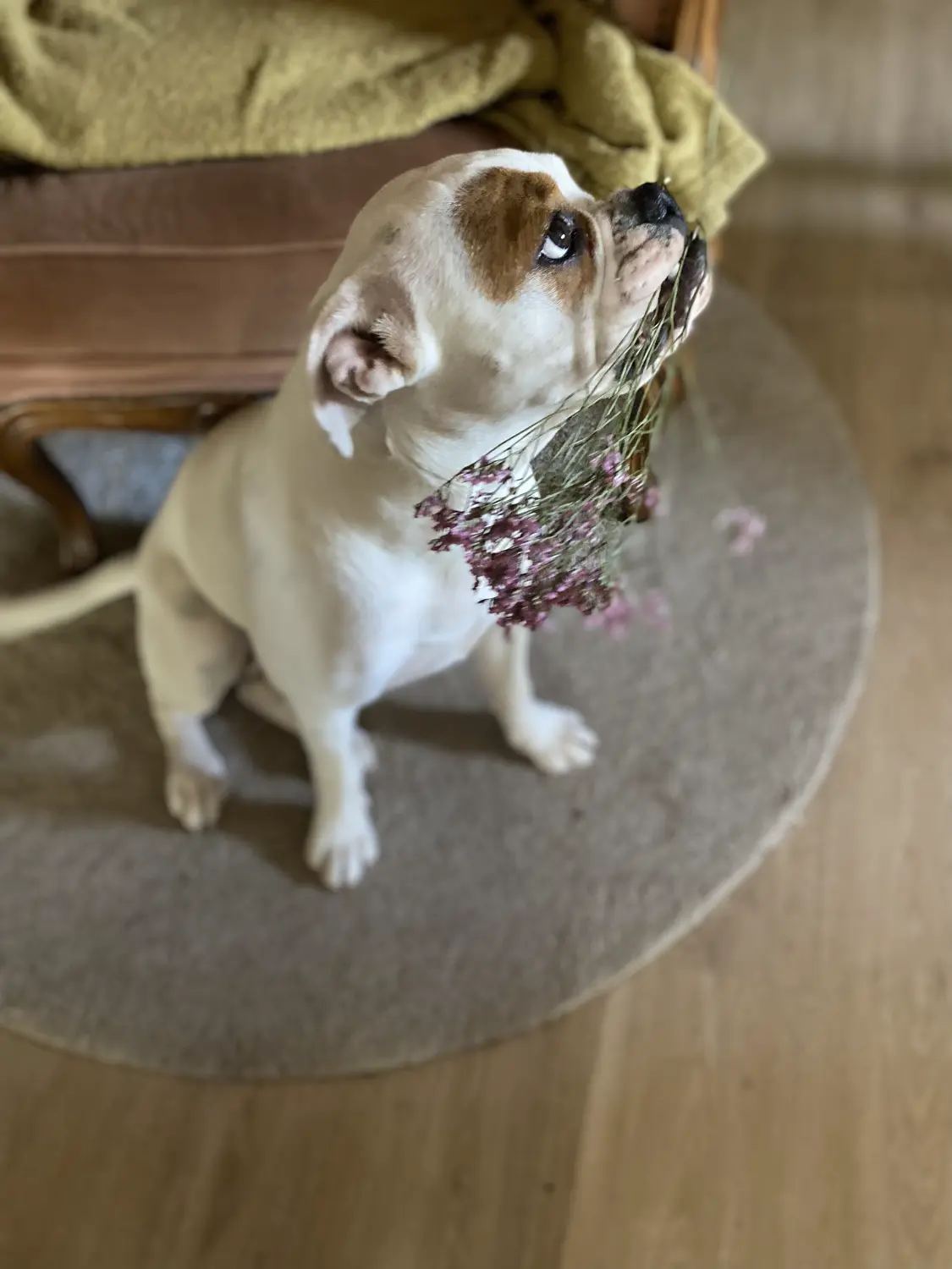 HaselBulls (Continental Bulldog) Hund hält Blume im Mund